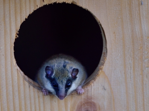 Koszatka leśna (ang. Dormouse, łac. Dryomys nitedula) - Fotografia Przyrodnicza - WlodekSmardz.pl