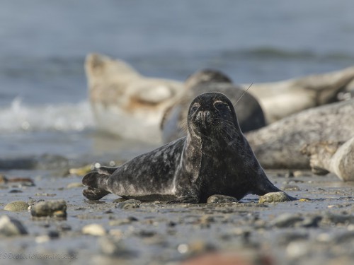 Foka szara (ang. Grey seal łac. Halichoerus grypus)  9305 - Fotografia Przyrodnicza - WlodekSmardz.pl