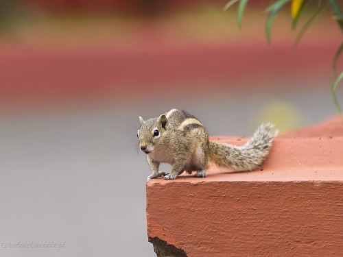 Pasecznik palmowy (ang. Palm squirrel łac. Funambulus palmarum) - 0607 - Fotografia Przyrodnicza - WlodekSmardz.pl