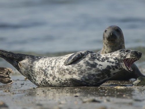 Foka szara (ang. Grey seal łac. Halichoerus grypus)  9347 - Fotografia Przyrodnicza - WlodekSmardz.pl