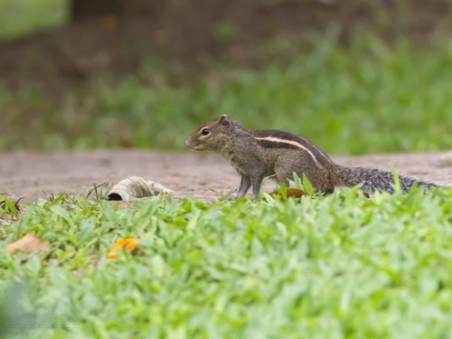 Pasecznik palmowy (ang. Palm squirrel łac. Funambulus palmarum) - 0350 - Fotografia Przyrodnicza - WlodekSmardz.pl