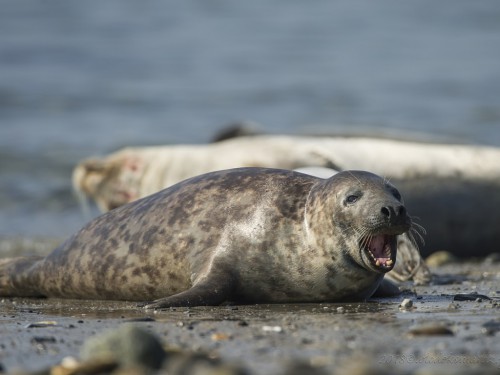 Foka szara (ang. Grey seal  łac. Halichoerus grypus)  9368 - Fotografia Przyrodnicza - WlodekSmardz.pl