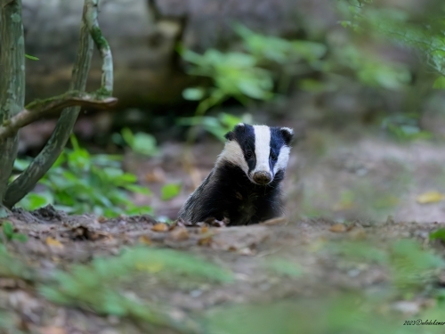 Borsuk (ang. Badger łac. Meles meles) -5730- Fotografia Przyrodnicza - WlodekSmardz.pl