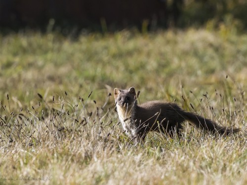 Kuna leśna (ang. Marten, łac. Martes martes) - Fotografia Przyrodnicza - WlodekSmardz.pl