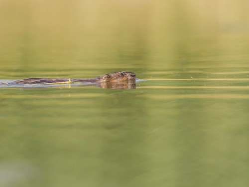 Piżmak (ang. Muskrat łac. Ondatra zibethicus) - 4924 - Fotografia Przyrodnicza - WlodekSmardz.pl