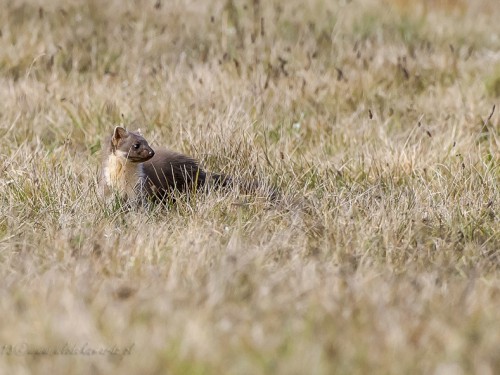 Kuna leśna (ang. Marten, łac. Martes martes) - Fotografia Przyrodnicza - WlodekSmardz.pl