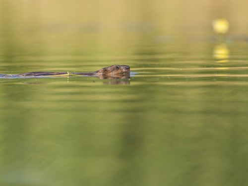 Piżmak (ang. Muskrat łac. Ondatra zibethicus) - 4928 - Fotografia Przyrodnicza - WlodekSmardz.pl