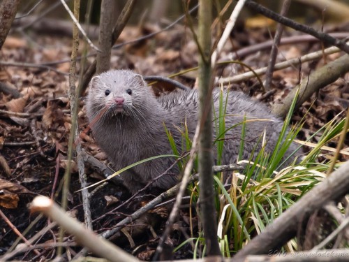 Norka amerykańska (ang. American mink, łac. Neovison vison) - 3694- Fotografia Przyrodnicza - WlodekSmardz.pl