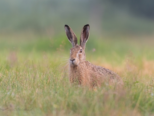 Zając szarak (ang. Hare łac. Lepus europaeus) - 9809 - Fotografia Przyrodnicza - WlodekSmardz.pl