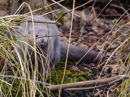 Norka amerykańska (ang. American mink, łac. Neovison vison) - 3670- Fotografia Przyrodnicza - WlodekSmardz.pl