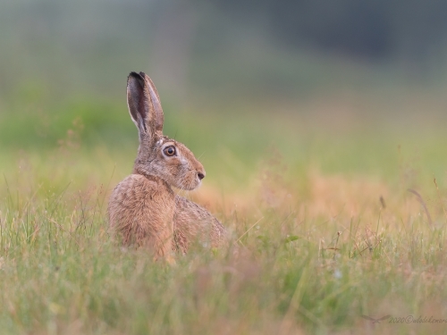 Zając szarak (ang. Hare łac. Lepus europaeus) - 9829 - Fotografia Przyrodnicza - WlodekSmardz.pl