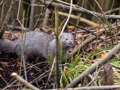 Norka amerykańska (ang. American mink, łac. Neovison vison) - 3729- Fotografia Przyrodnicza - WlodekSmardz.pl