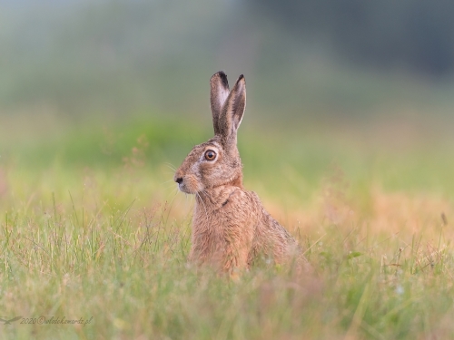 Zając szarak (ang. Hare łac. Lepus europaeus) - 9852 - Fotografia Przyrodnicza - WlodekSmardz.pl