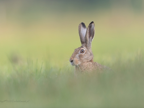 Zając szarak (ang. Hare łac. Lepus europaeus) - 0785 - Fotografia Przyrodnicza - WlodekSmardz.pl