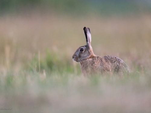 Zając szarak (ang. Hare łac. Lepus europaeus) - 0703 - Fotografia Przyrodnicza - WlodekSmardz.pl