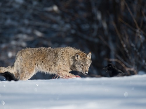 Wilk szary (ang. Wolf, łac. Canis lupus) - 7173 - Fotografia Przyrodnicza - WlodekSmardz.pl