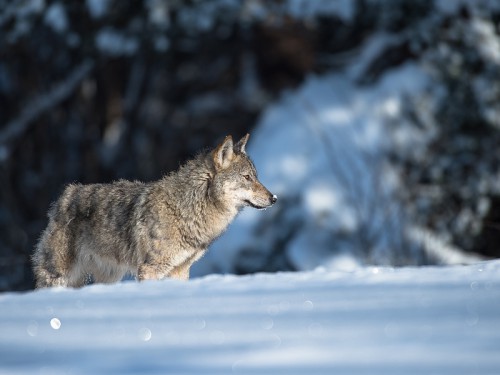 Wilk szary (ang. Wolf, łac. Canis lupus) - 7181 - Fotografia Przyrodnicza - WlodekSmardz.pl