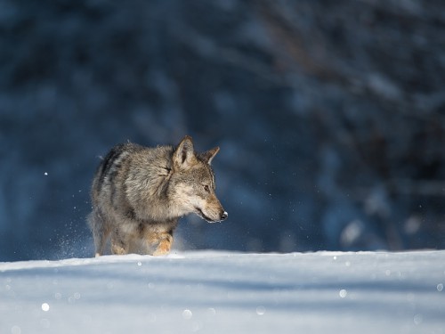 Wilk szary (ang. Wolf, łac. Canis lupus) - 7189 - Fotografia Przyrodnicza - WlodekSmardz.pl