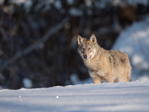 Wilk szary (ang. Wolf, łac. Canis lupus) - 7139 - Fotografia Przyrodnicza - WlodekSmardz.pl
