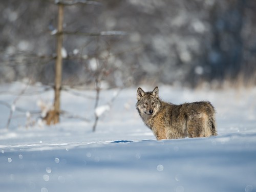 Wilk szary (ang. Wolf, łac. Canis lupus) - 7213 - Fotografia Przyrodnicza - WlodekSmardz.pl