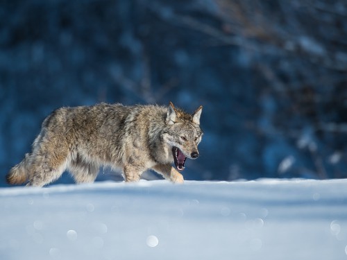 Wilk szary (ang. Wolf, łac. Canis lupus) - 7291 - Fotografia Przyrodnicza - WlodekSmardz.pl