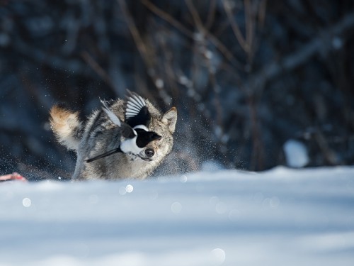 Wilk szary (ang. Wolf, łac. Canis lupus) - 7320 - Fotografia Przyrodnicza - WlodekSmardz.pl