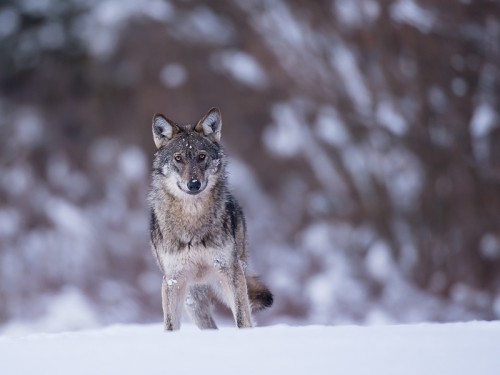 Wilk szary (ang. Wolf, łac. Canis lupus) - 7565 - Fotografia Przyrodnicza - WlodekSmardz.pl