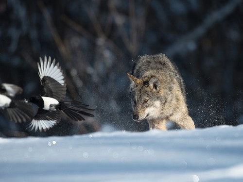 Wilk szary (ang. Wolf, łac. Canis lupus) - 7352 - Fotografia Przyrodnicza - WlodekSmardz.pl