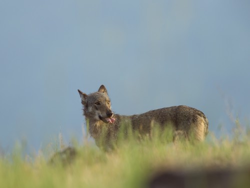 Wilk szary (ang. Wolf, łac. Canis lupus) - 1198 - Fotografia Przyrodnicza - WlodekSmardz.pl