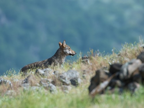 Wilk szary (ang. Wolf, łac. Canis lupus) - 1483 - Fotografia Przyrodnicza - WlodekSmardz.pl