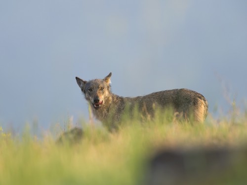 Wilk szary (ang. Wolf, łac. Canis lupus) - 1203 - Fotografia Przyrodnicza - WlodekSmardz.pl