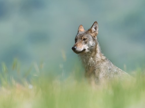 Wilk szary (ang. Wolf, łac. Canis lupus) - 1473 - Fotografia Przyrodnicza - WlodekSmardz.pl