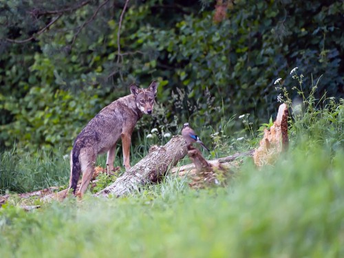 Wilk szary (ang. Wolf, łac. Canis lupus) - 4999 - Fotografia Przyrodnicza - WlodekSmardz.pl