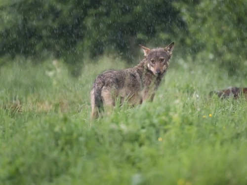 Wilk szary (ang. Wolf, łac. Canis lupus) - 4186 - Fotografia Przyrodnicza - WlodekSmardz.pl
