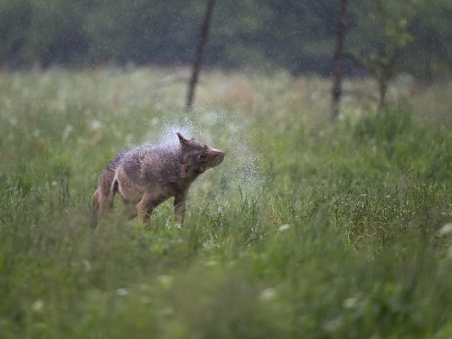 Wilk szary (ang. Wolf, łac. Canis lupus) - 4224 - Fotografia Przyrodnicza - WlodekSmardz.pl