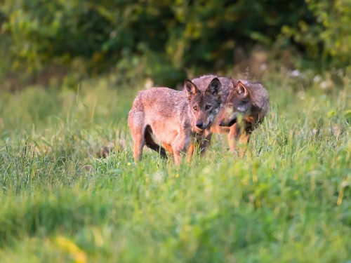 Wilk szary (ang. Wolf, łac. Canis lupus) - 4485 - Fotografia Przyrodnicza - WlodekSmardz.pl