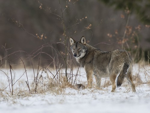 Wilk szary (ang. Wolf, łac. Canis lupus) - 6101 - Fotografia Przyrodnicza - WlodekSmardz.pl