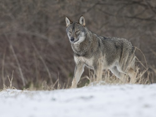 Wilk szary (ang. Wolf, łac. Canis lupus) - 0695 - Fotografia Przyrodnicza - WlodekSmardz.pl