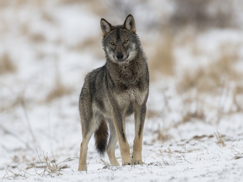 Wilk szary (ang. Wolf, łac. Canis lupus) - 0636 - Fotografia Przyrodnicza - WlodekSmardz.pl