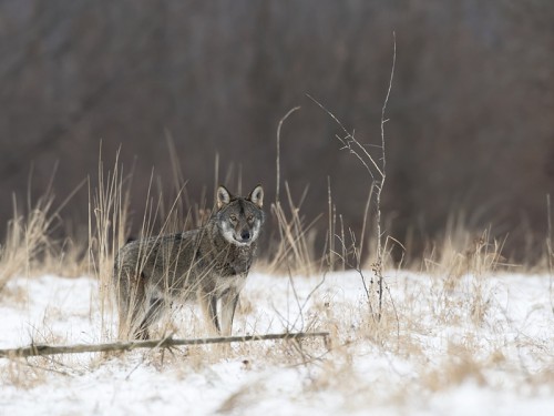 Wilk szary (ang. Wolf, łac. Canis lupus) - 0655 - Fotografia Przyrodnicza - WlodekSmardz.pl