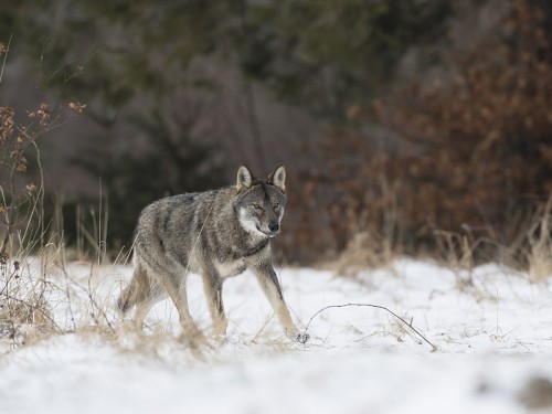 Wilk szary (ang. Wolf, łac. Canis lupus) - 0660 - Fotografia Przyrodnicza - WlodekSmardz.pl