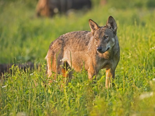 Wilk szary (ang. Wolf, łac. Canis lupus) - 5586 - Fotografia Przyrodnicza - WlodekSmardz.pl