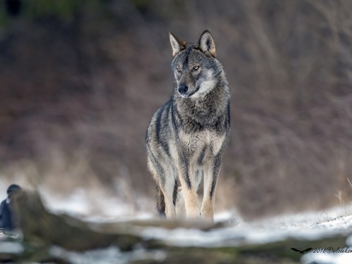 Wilk szary (ang. Wolf, łac. Canis lupus) - 0691 - Fotografia Przyrodnicza - WlodekSmardz.pl