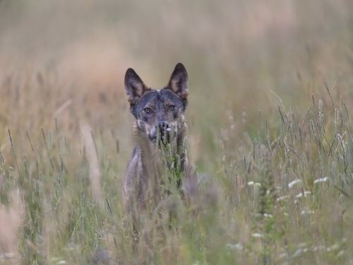 Wilk szary (ang. Wolf, łac. Canis lupus) - 2845 - Fotografia Przyrodnicza - WlodekSmardz.pl