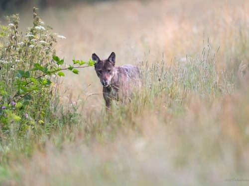 Wilk szary (ang. Wolf, łac. Canis lupus) - 2923 - Fotografia Przyrodnicza - WlodekSmardz.pl