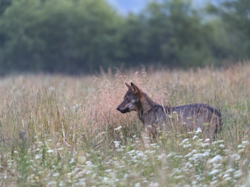 Wilk szary (ang. Wolf, łac. Canis lupus) - 3642 - Fotografia Przyrodnicza - WlodekSmardz.pl