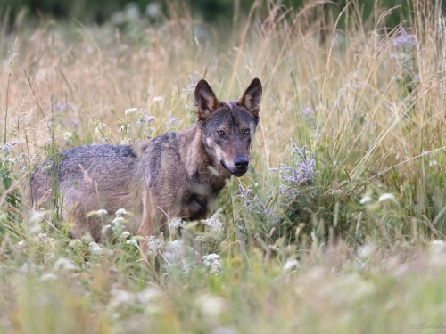 Wilk szary (ang. Wolf, łac. Canis lupus) - 3731 - Fotografia Przyrodnicza - WlodekSmardz.pl