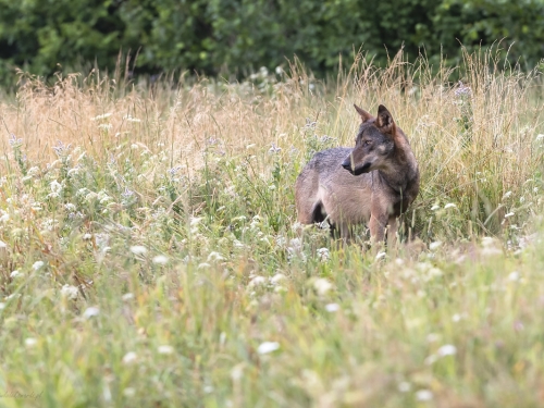 Wilk szary (ang. Wolf, łac. Canis lupus) - 3788 - Fotografia Przyrodnicza - WlodekSmardz.pl