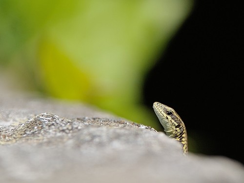 Jaszczurka murowa (ang. Common Wall Lizard, łac. Podarcis muralis) - 9026 - Fotografia Przyrodnicza - WlodekSmardz.pl