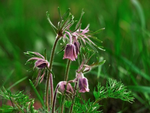 Sasanka zwyczajna (ang. Common pasque, łac. Pulsatilla vulgaris) - Fotografia Przyrodnicza - WlodekSmardz.pl